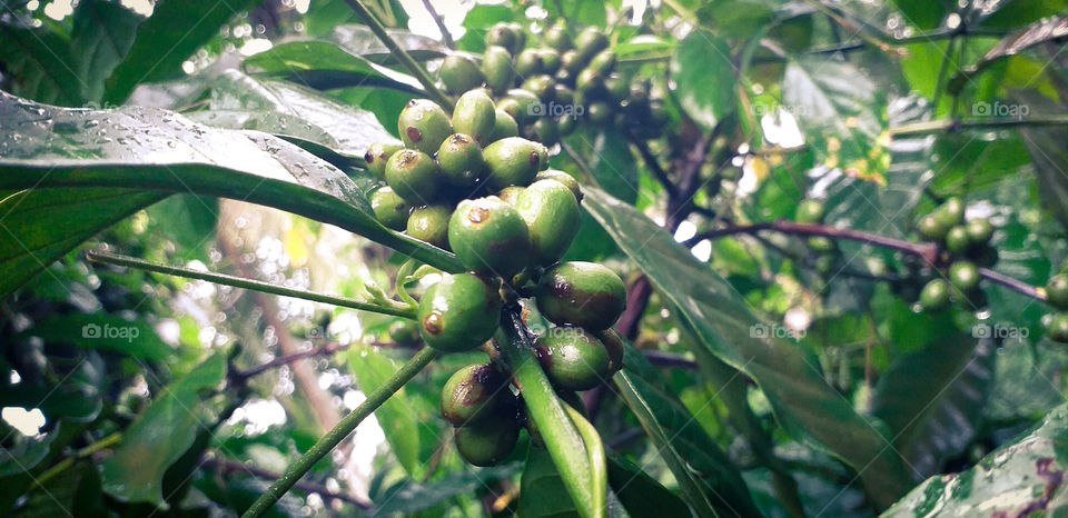 amazing coffee seeds in rainy season