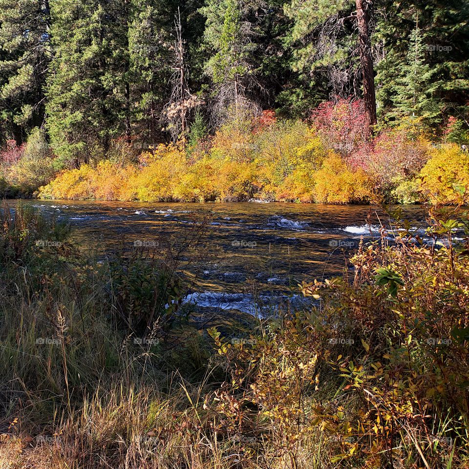 Stunning fall colors on the riverbanks of the turquoise waters of the Metolius River at Wizard Falls in Central Oregon on a sunny autumn morning. 