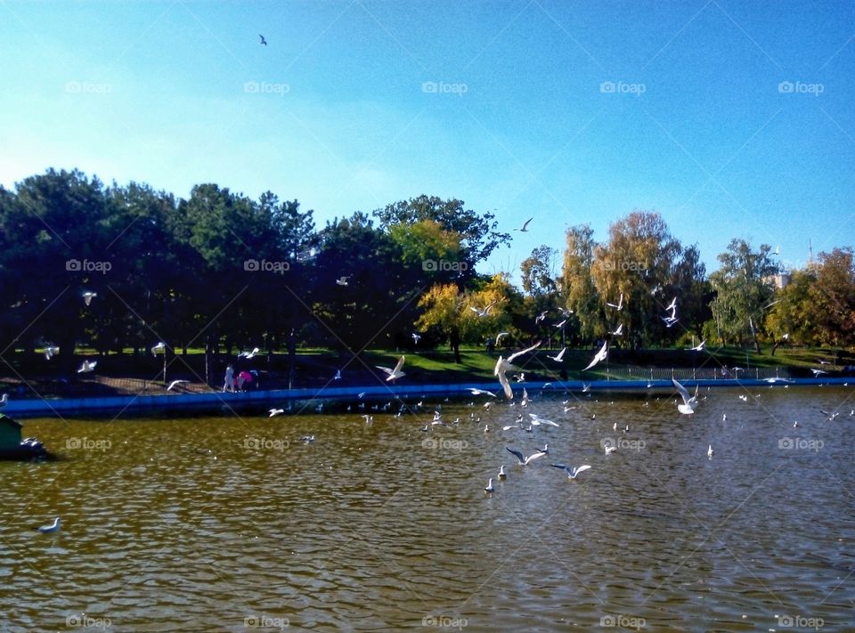 gulls over the lakeч