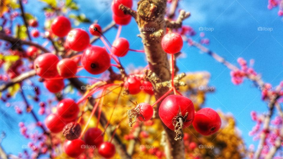 Red Currants Yellow Leaves