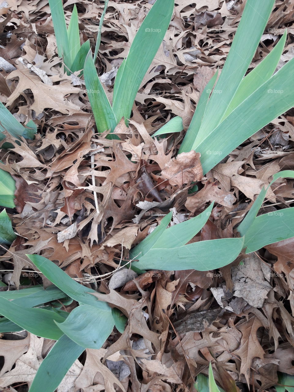 March Iris Shoots