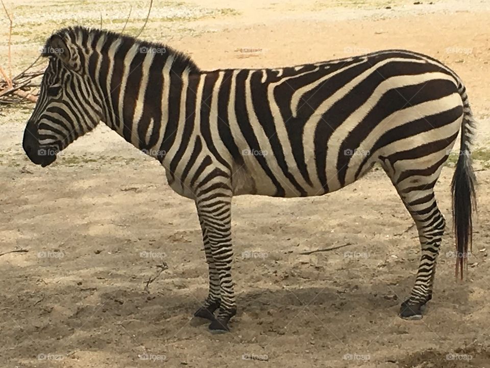 Zebra, Safari, Wildlife, Mammal, Savanna