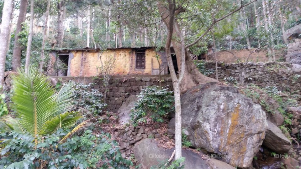 Coffee Plantation, India