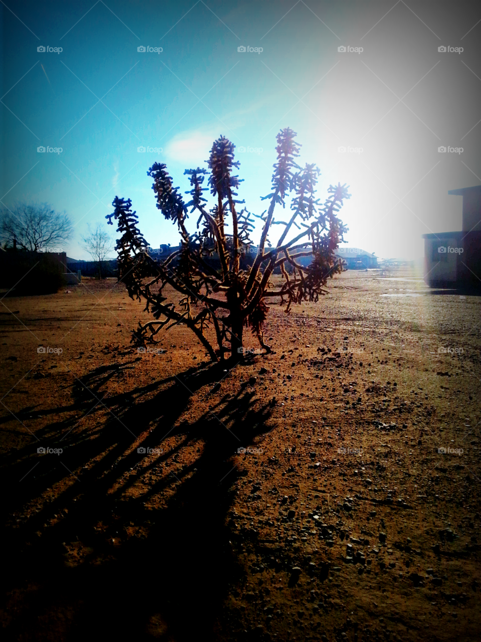 Desert Plant in Morning Sun