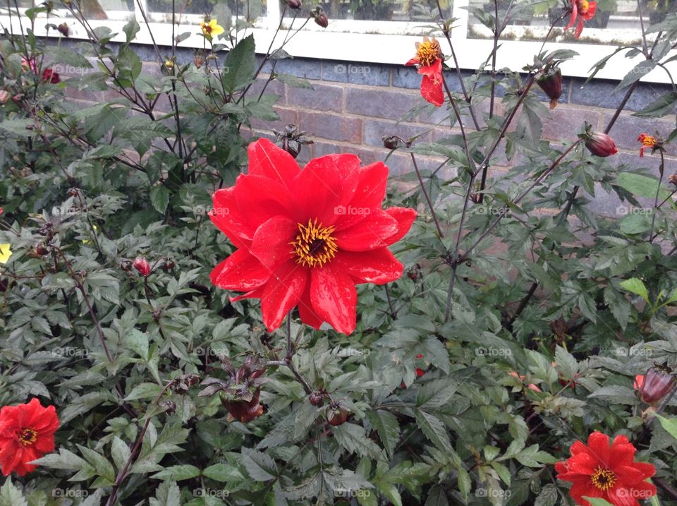 A red flower in a home garden