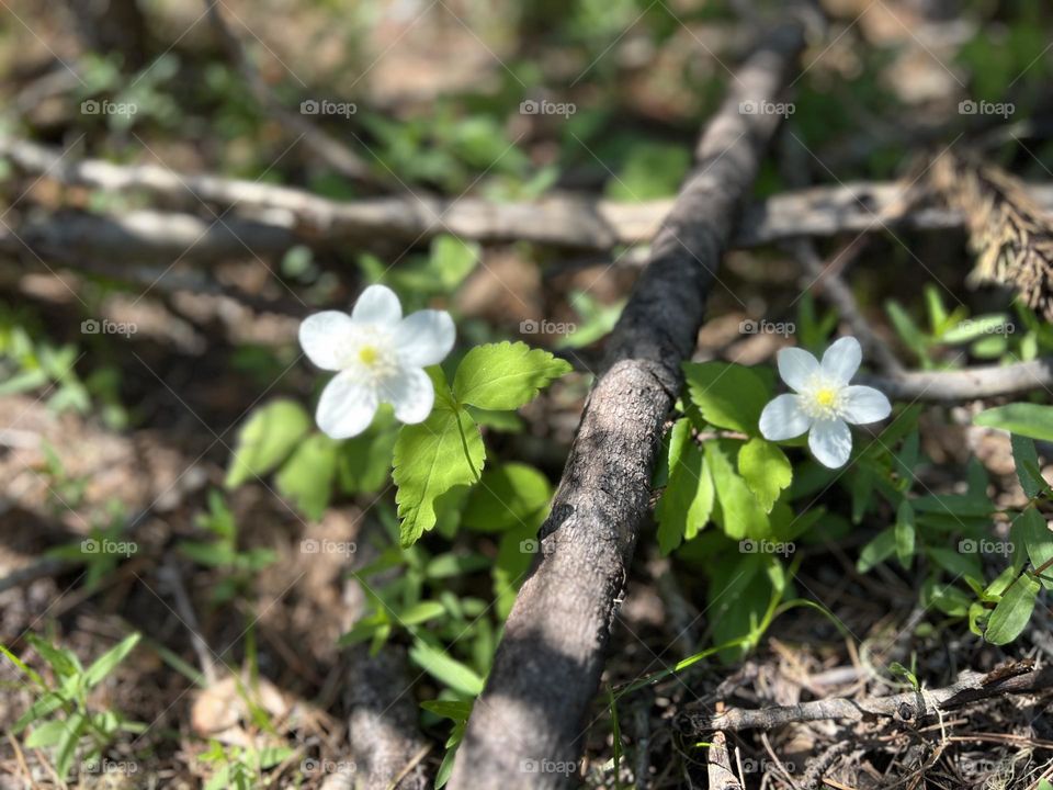 High elevation blossoms