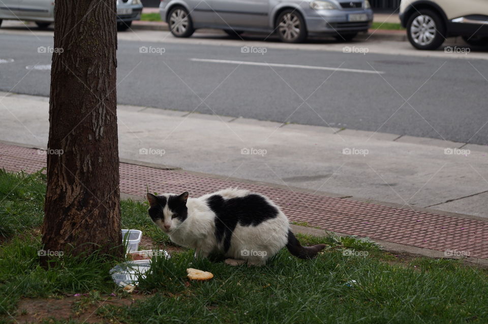 Gato Callejero comiendo