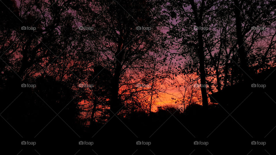 Through The Trees Sunset