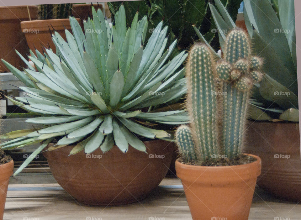 Two potted cactus plants outdoors
