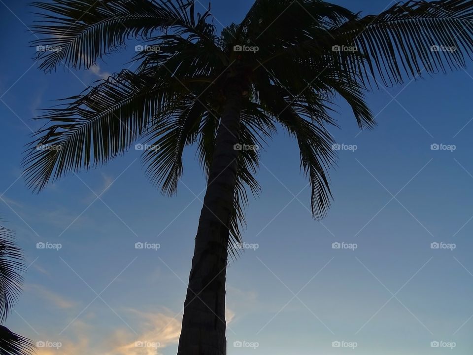 Palm tree