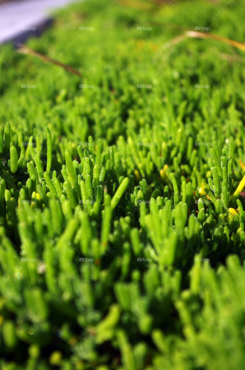 green grass wallpaper beauty by wofind