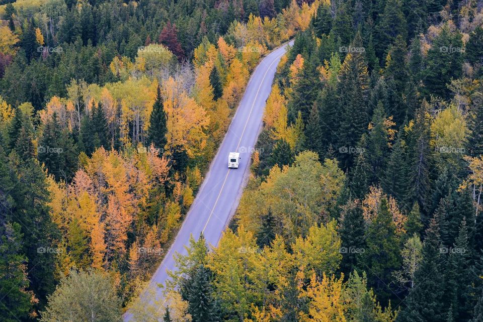 road and forest