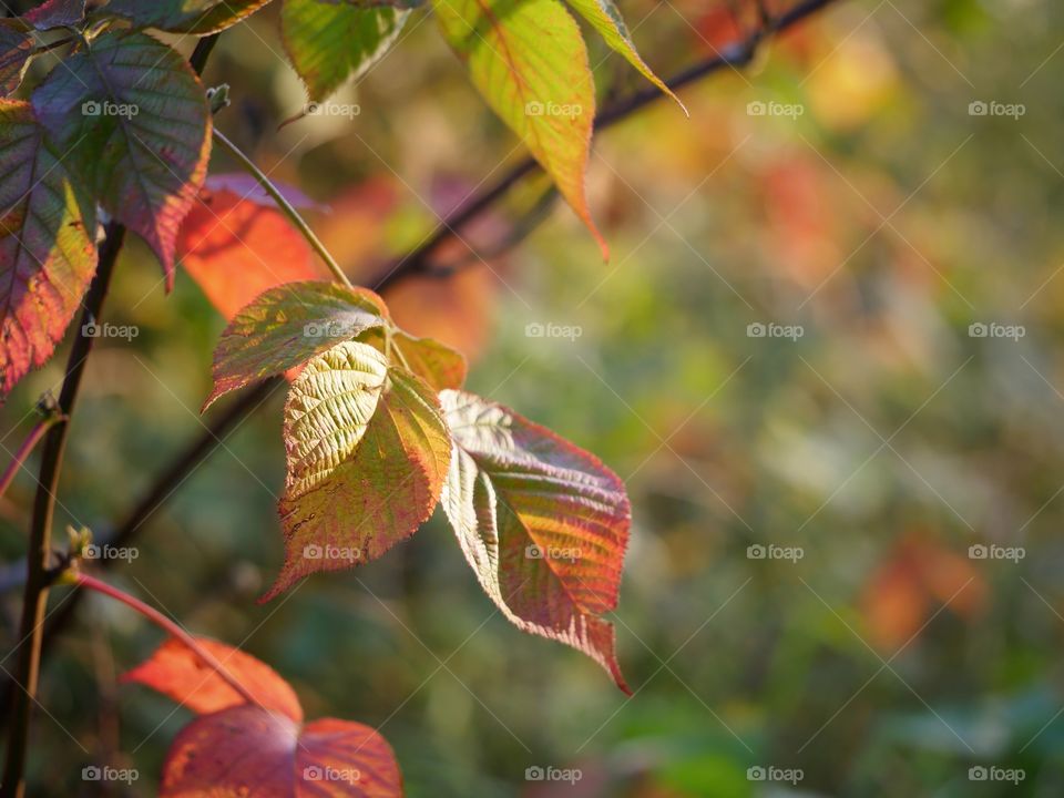 Autumn leaves