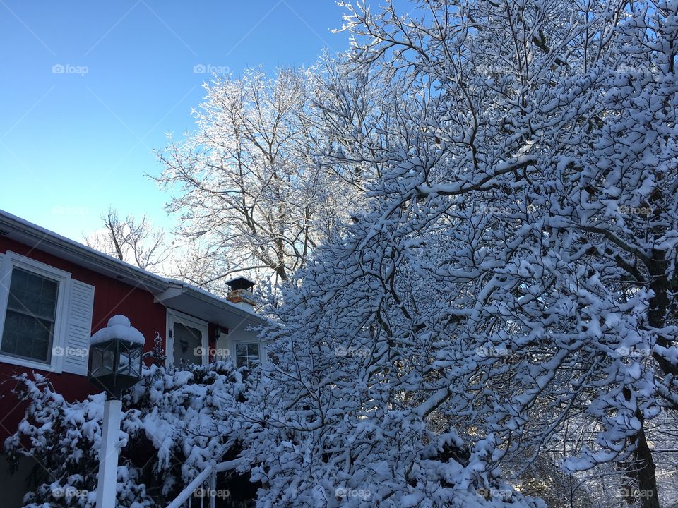 Icy trees in Connecticut