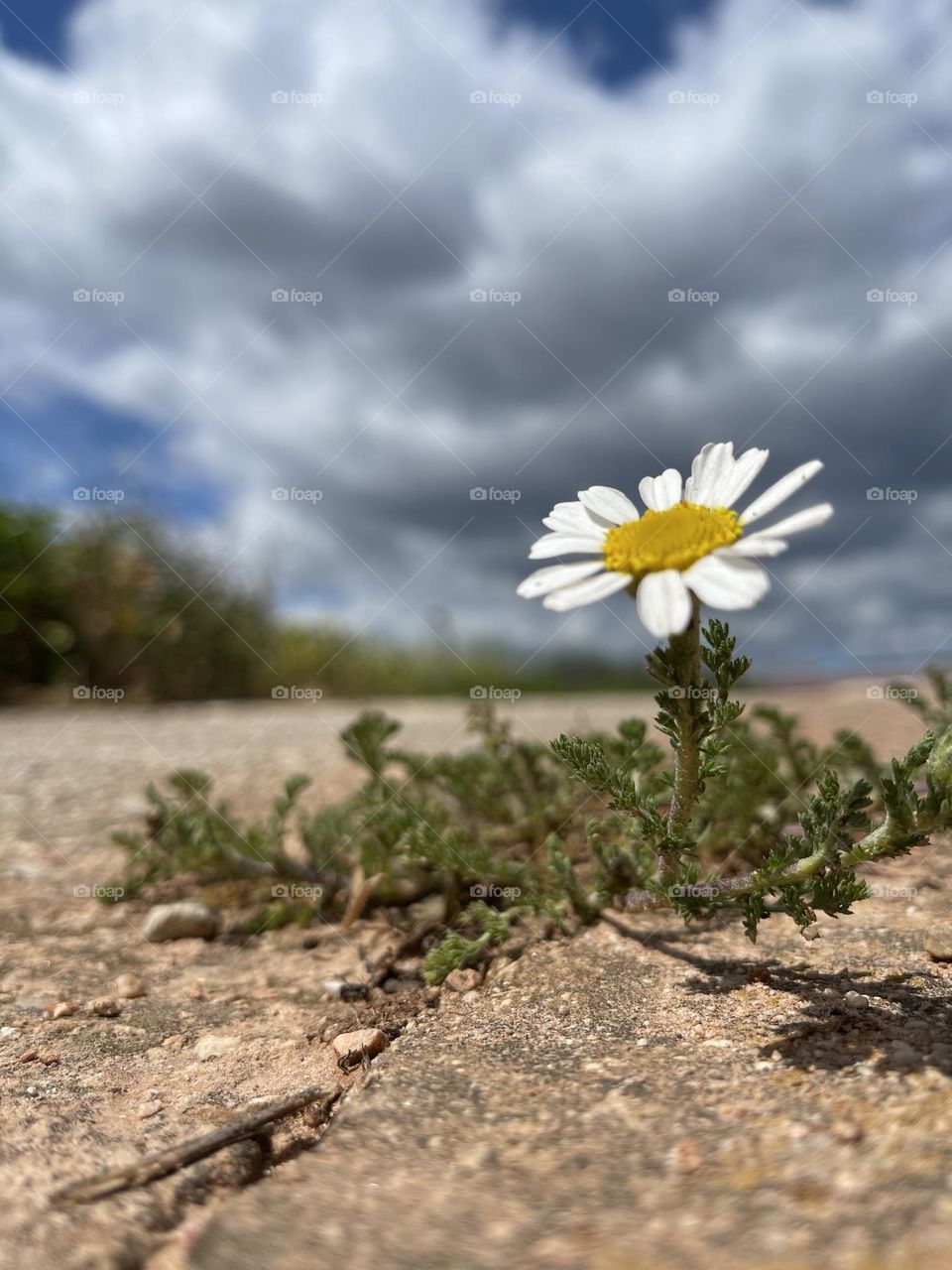 Margarita solitaria en primavera 