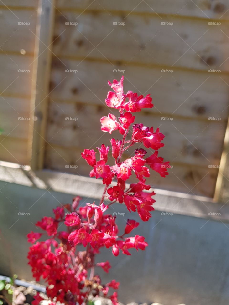 red flower