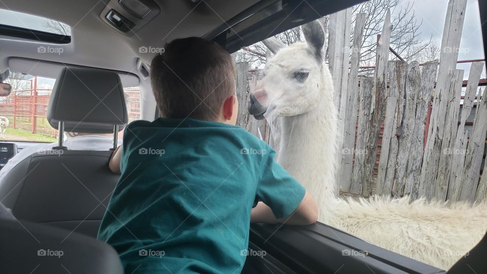 Crowd accepting llama