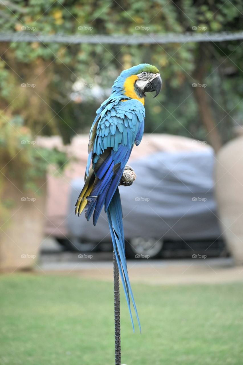 Australian Parrot