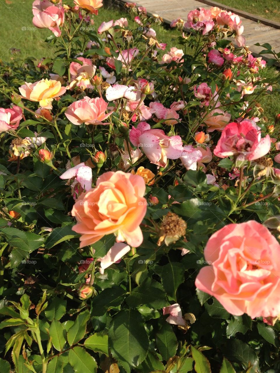 Summer roses