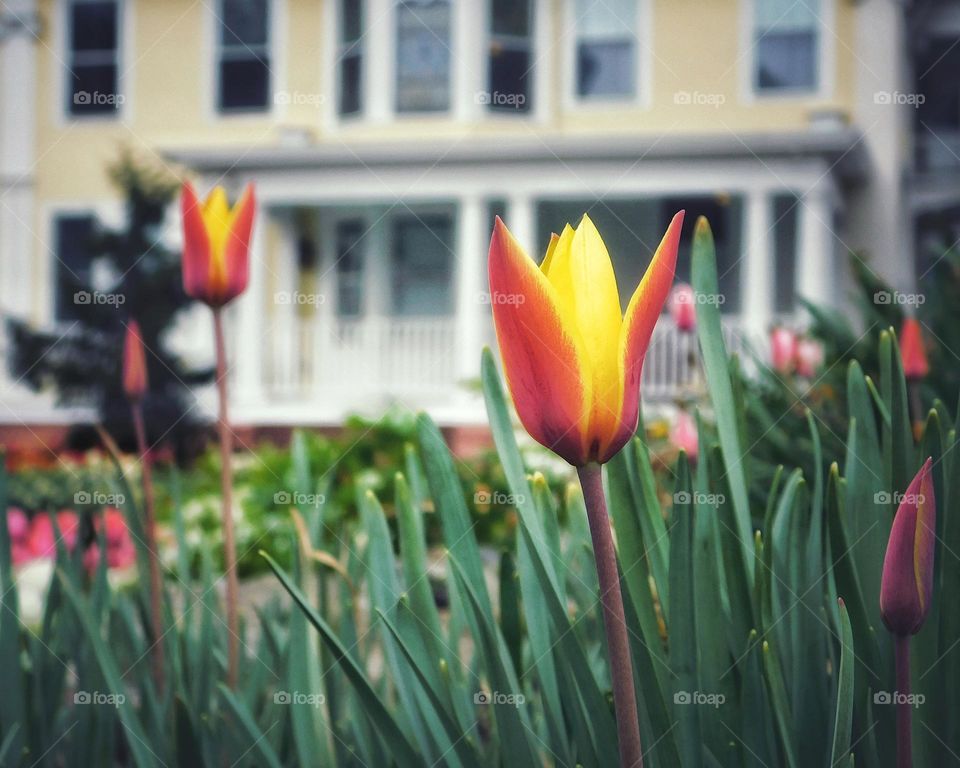 Red and yellow tulips 