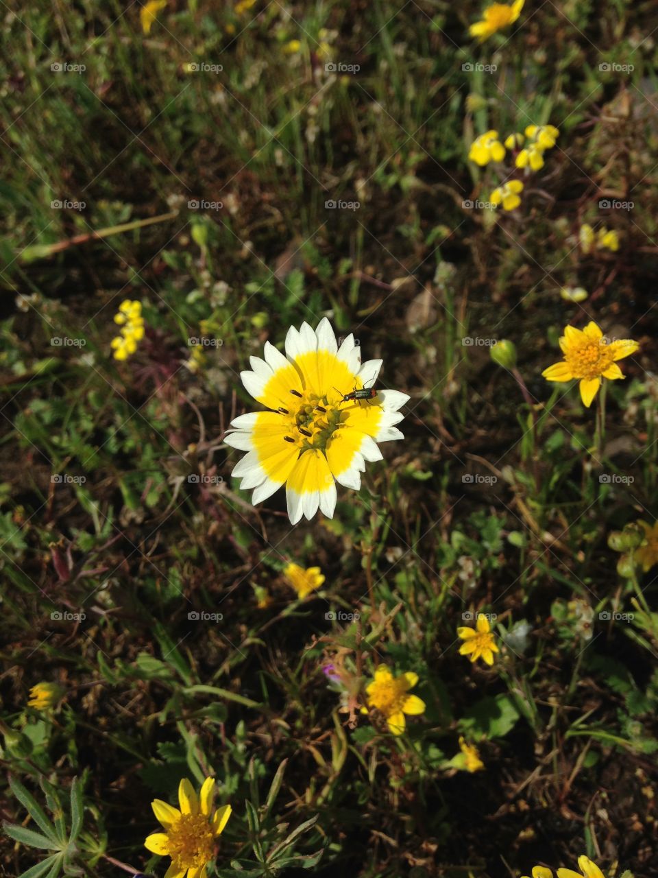 Tiny flower with a bug