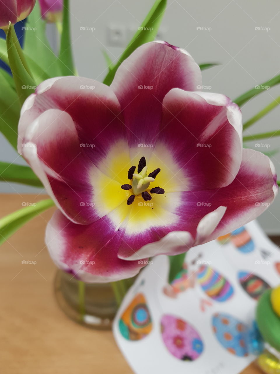 purple tulips