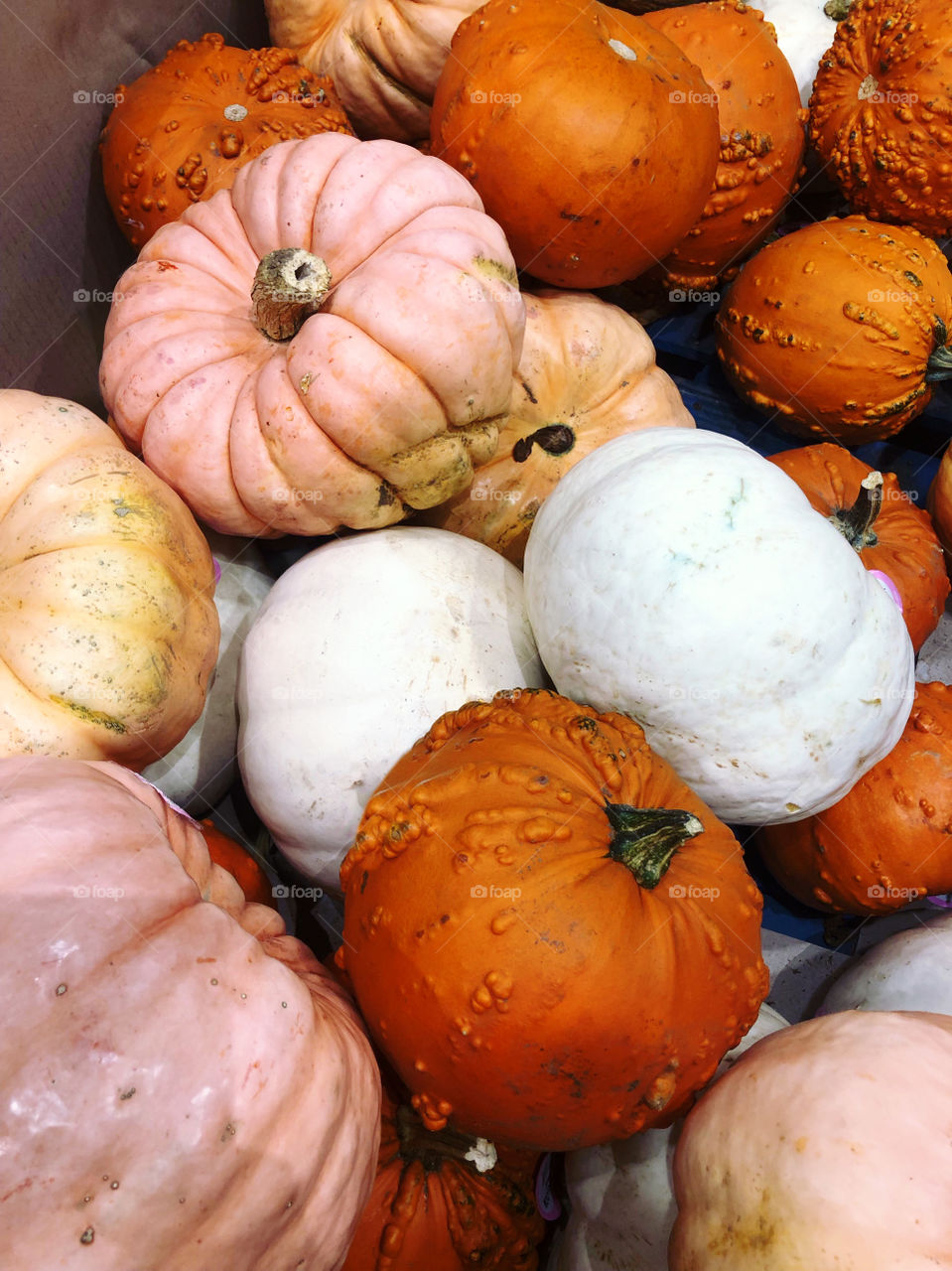 An array of various colored pumpkins.