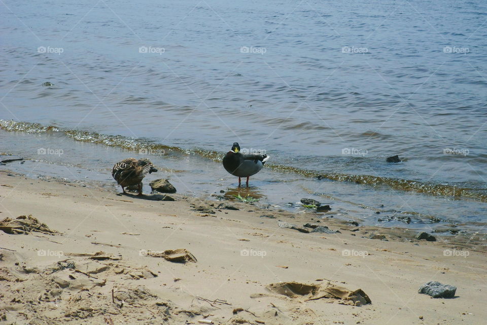 Two ducks clean feathers on the bank of the Dnieper River in the city of Kiev, summer 2017