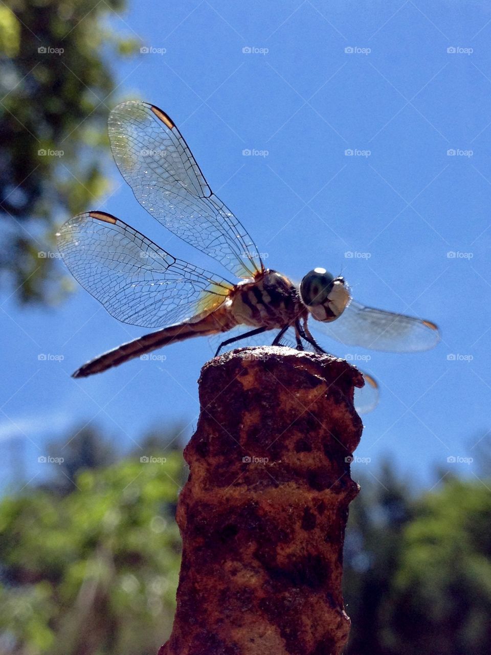 Dragonfly from below sitting on rebar, blue sky!
