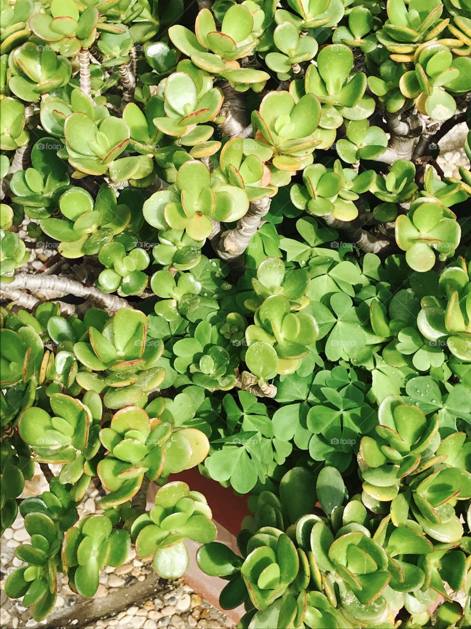 Green-plants-leaves-nature