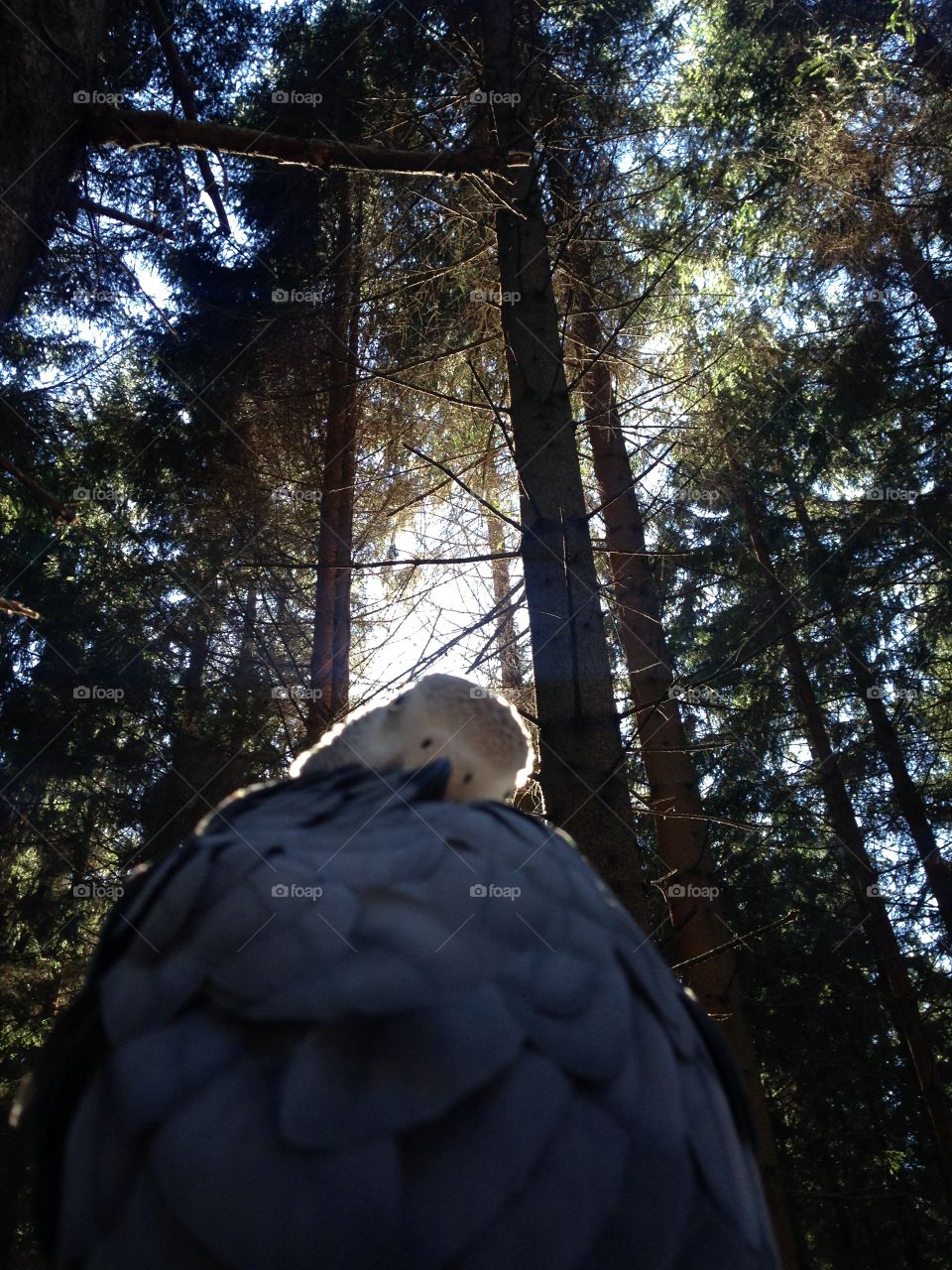 Parrot. In the forest