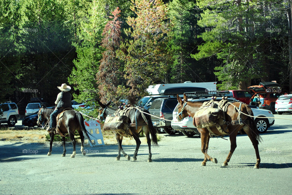 Cowgirl riding a horse crossing the street