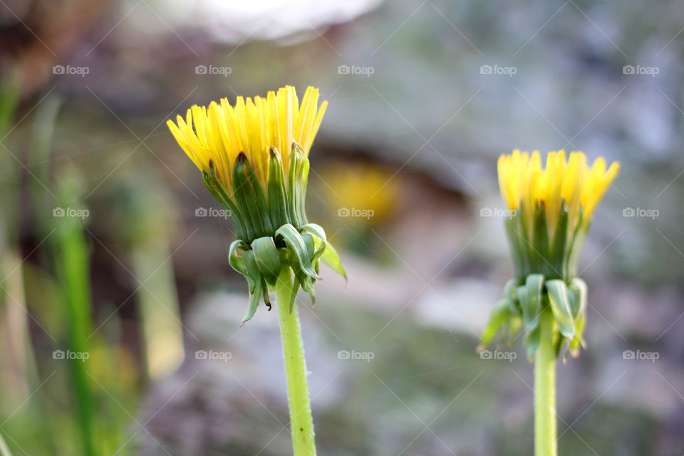 Dandelion, flower, vegetation, plants, meadow, meadow, village, sun, summer, heat, nature, landscape, still life, yellow, white, beautiful, furry,