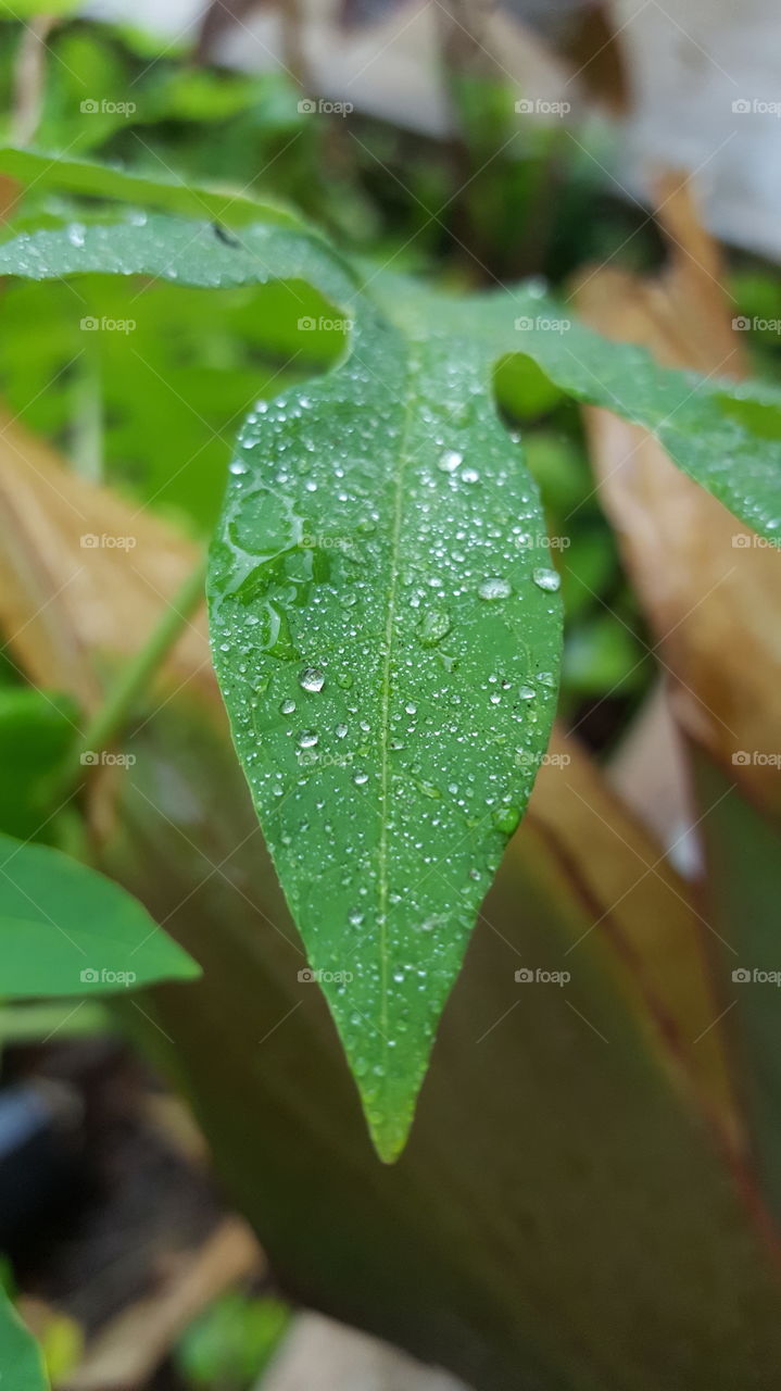 Leaf, Flora, Nature, Growth, Rain