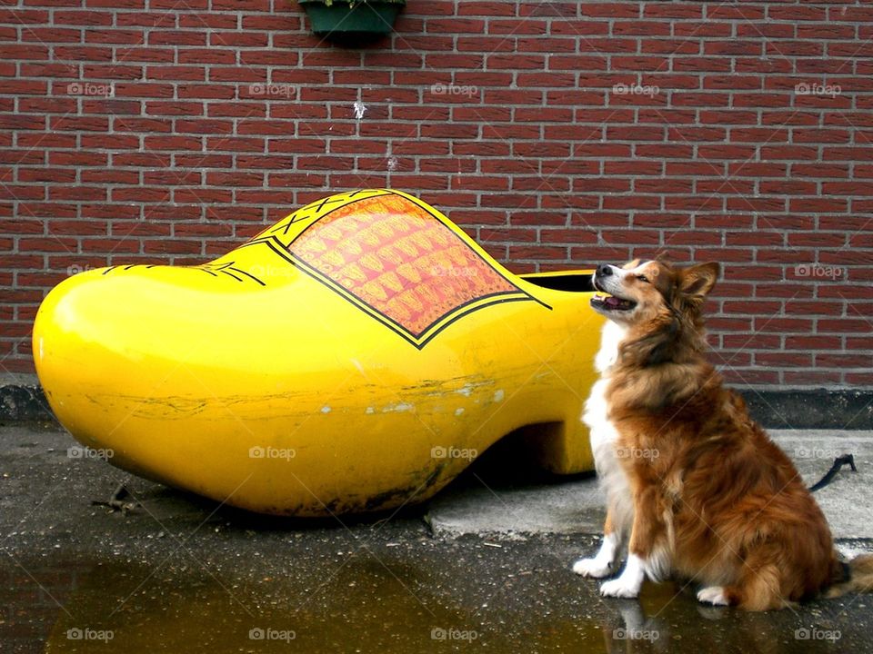 Dog and clog