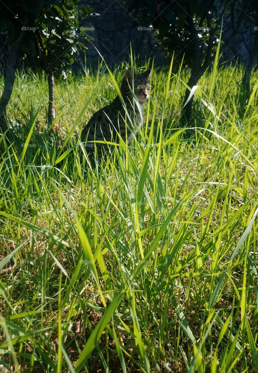 cat in grass