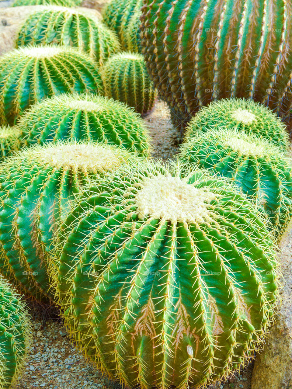 green cactus