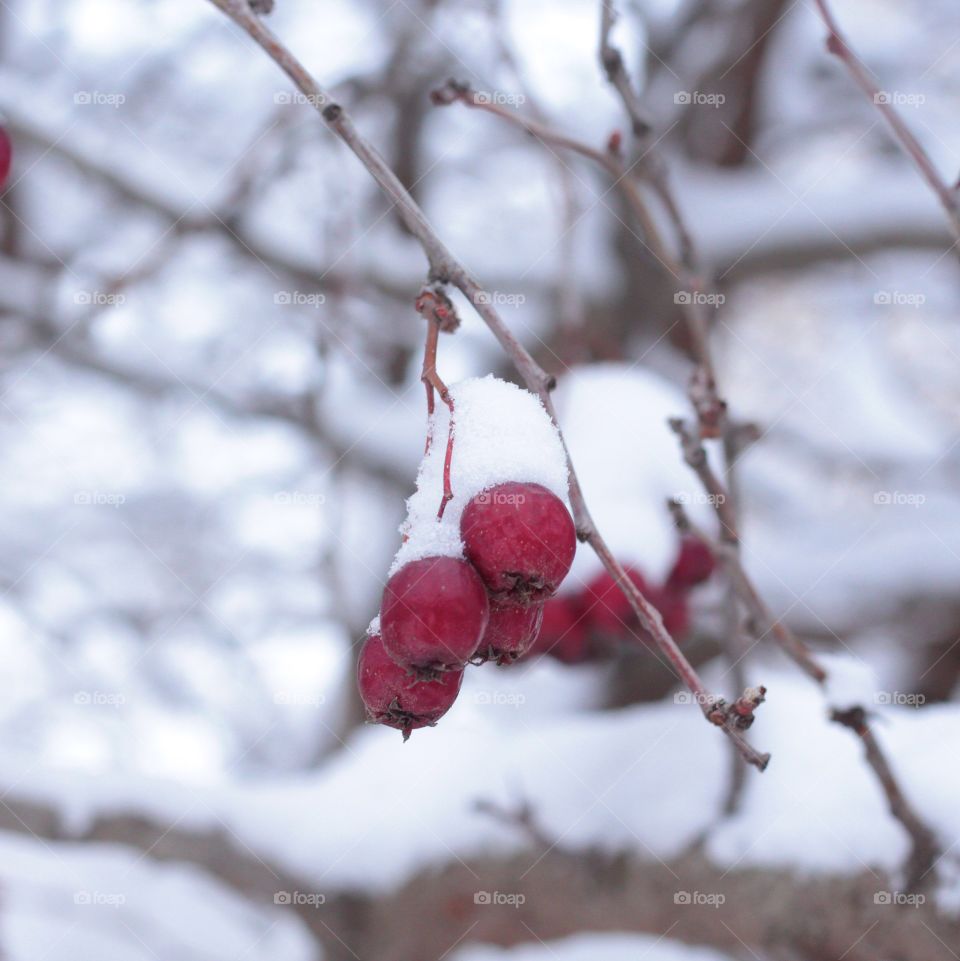 Winter berries 