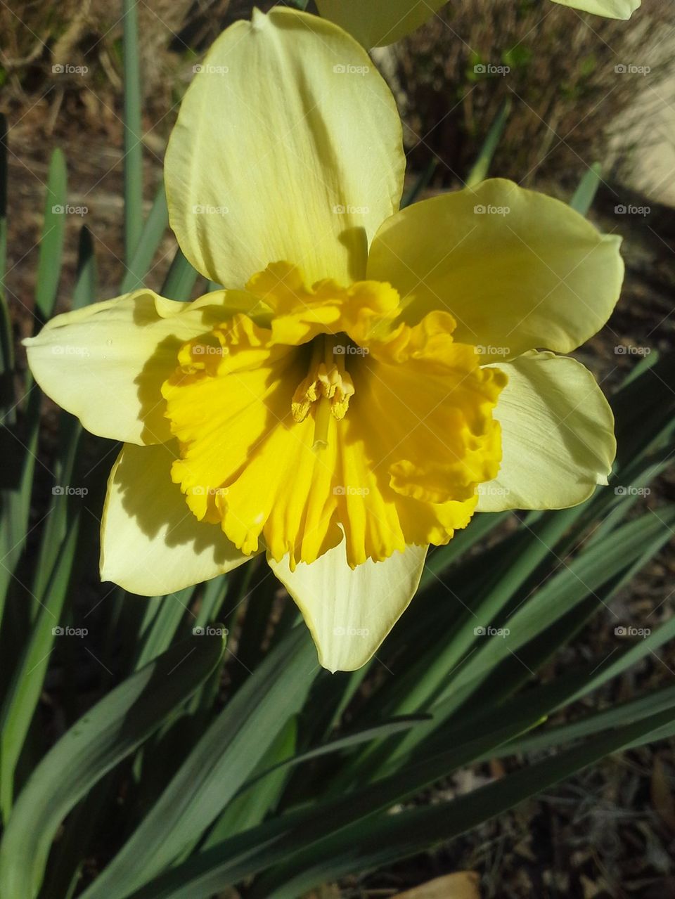fancy daffodil 1