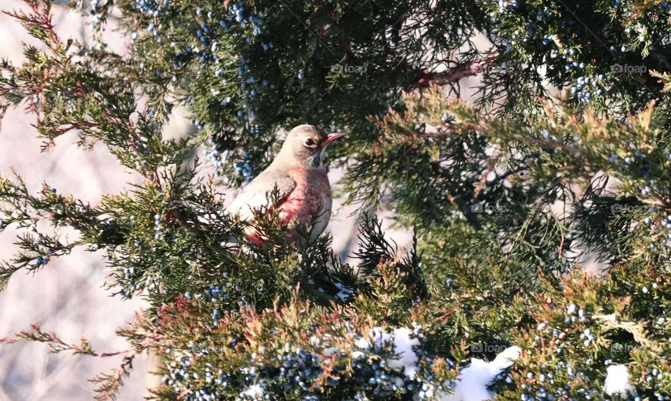 bird in a tree
