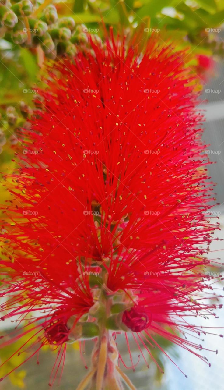 Red callistemun glaucus