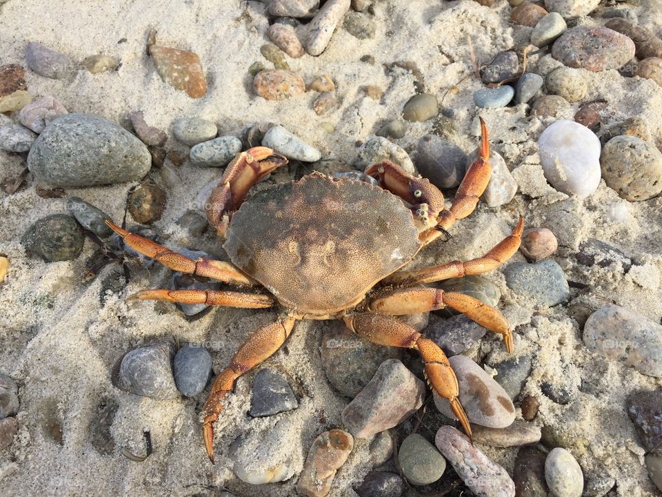 Crab