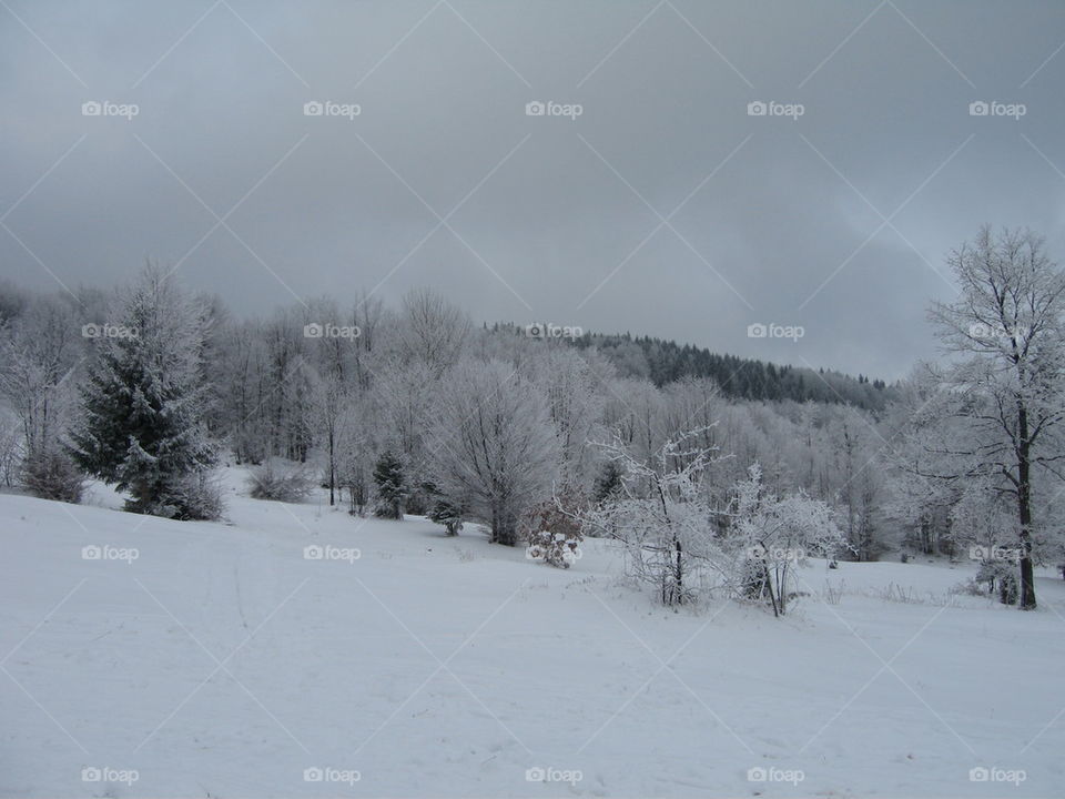 trees with snow