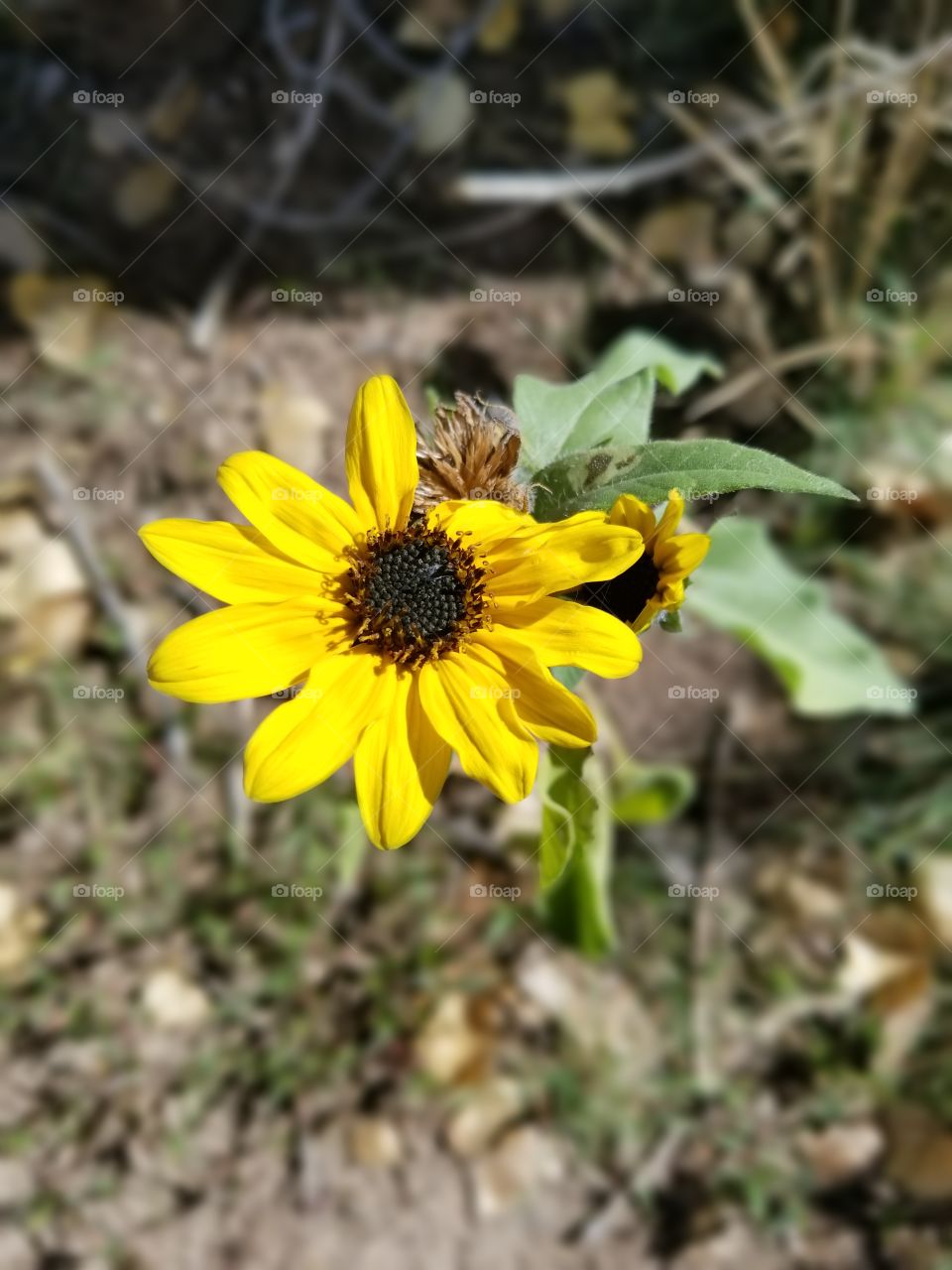 last sunflower standing