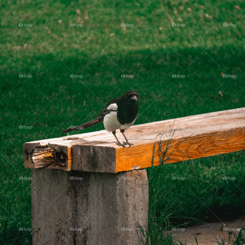 Bird knowing exactly where the camera is.