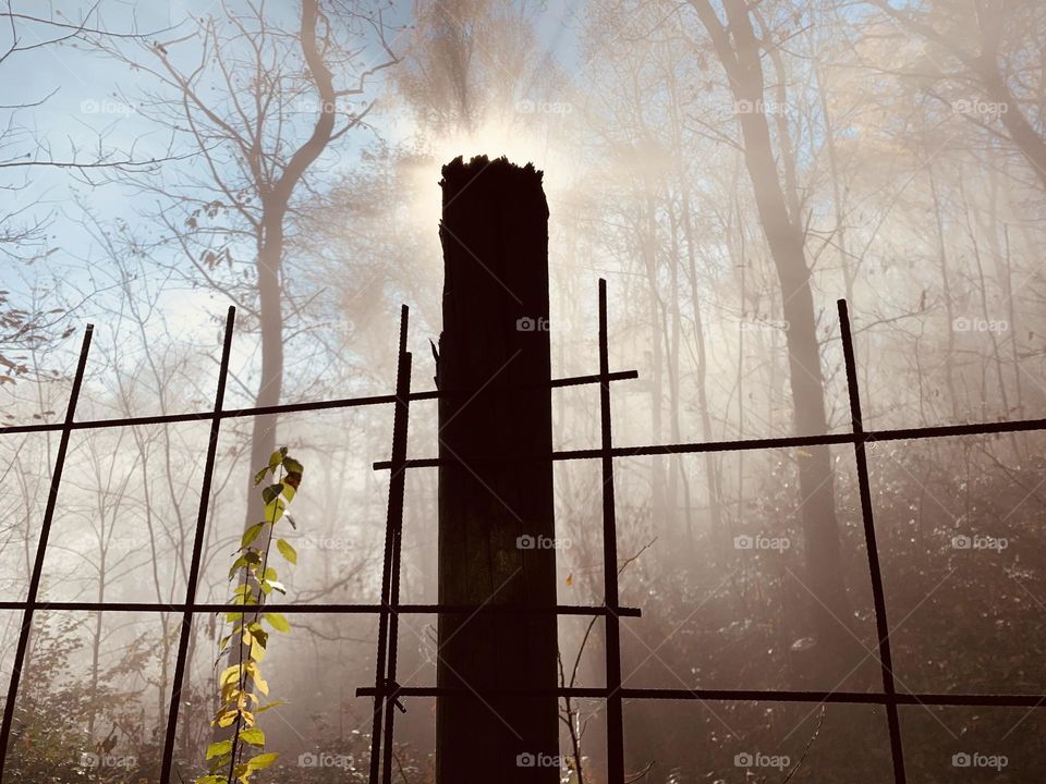 a border net in a forest with a foggy morning atmosphere, seen against the light