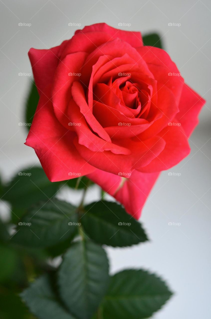 red rose and green leaves beautiful colours