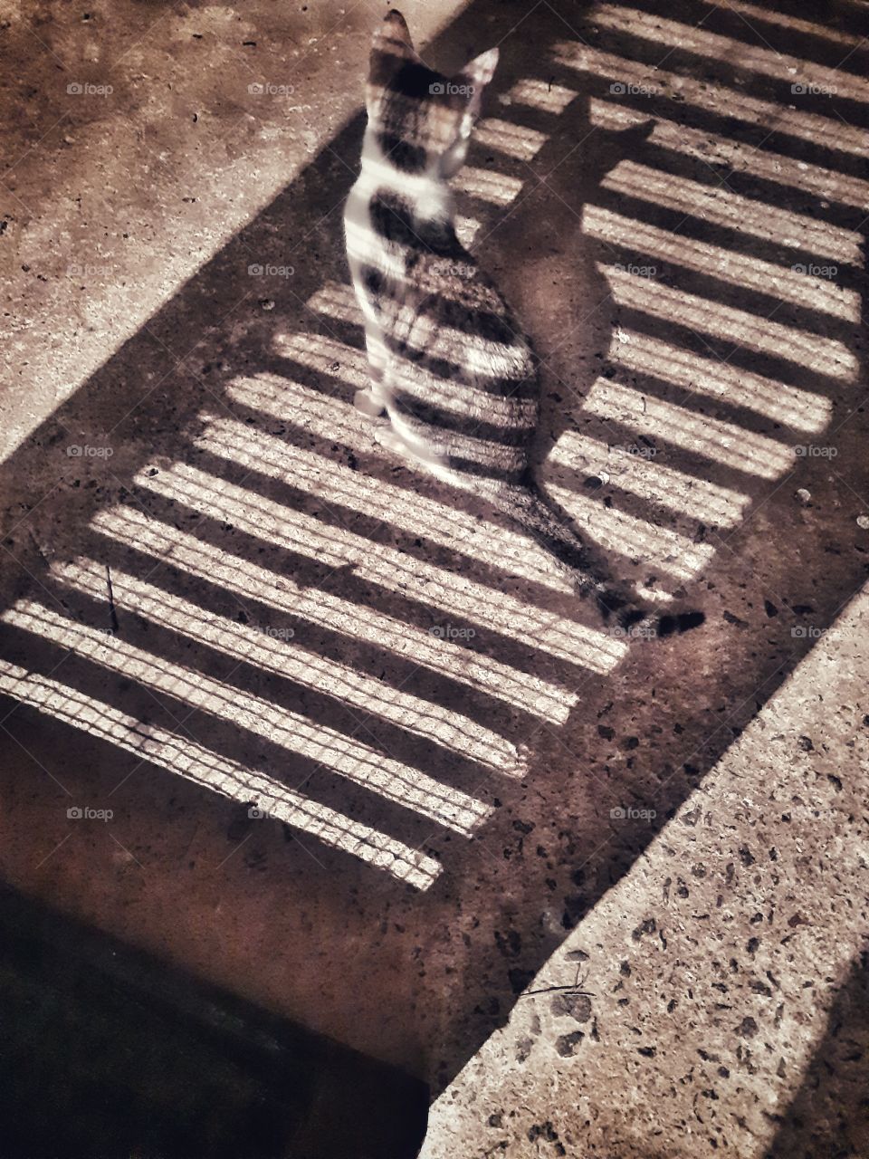 Shadow patterns falling on a cat's body..