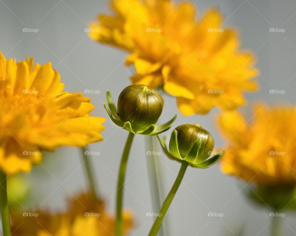 Flower buds