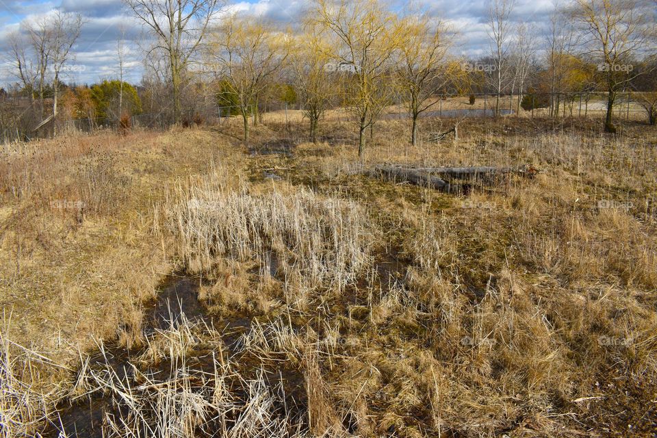 A wetlands area in the winter 